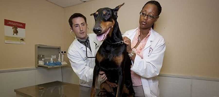 Check the breed of the dog first